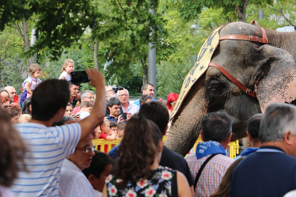 14-elefantes_circo_mundial-aste_nagusia_2015-hotel_melia_bilbao