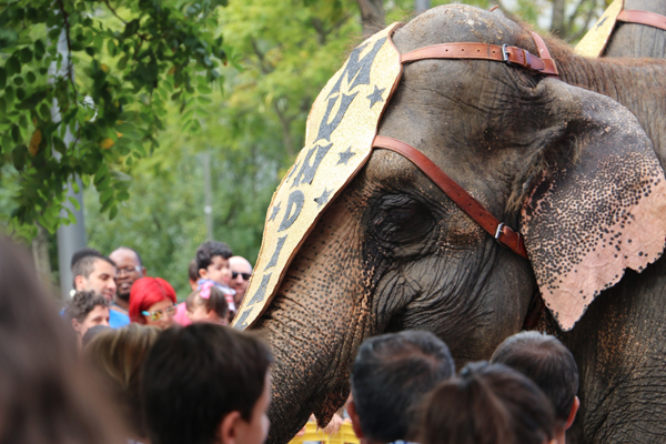 16-elefantes_circo_mundial-aste_nagusia_2015-hotel_melia_bilbao