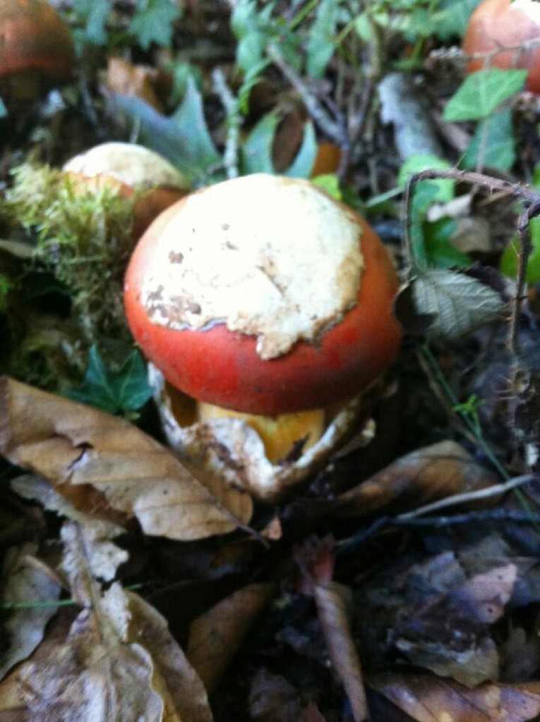 amanitas-setas-restaurantes-bilbao