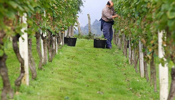 txakoli-uribe-bus-planes