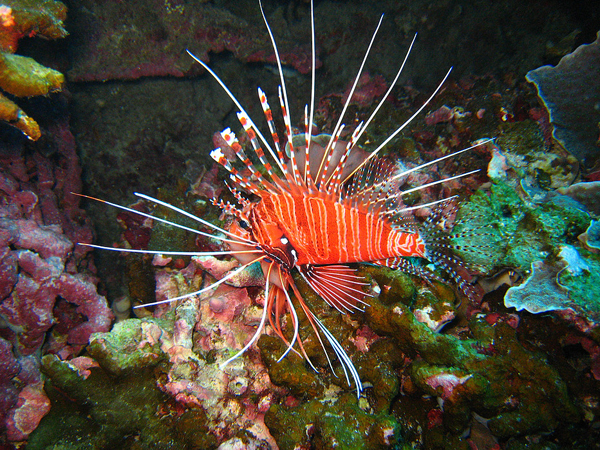 Buceo Guia Vizcaya