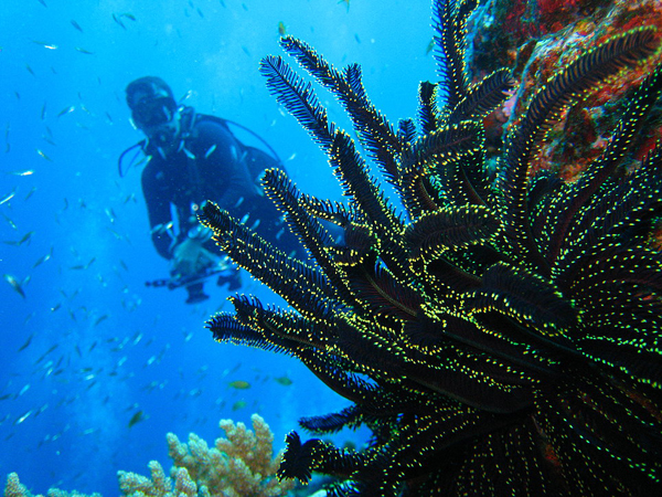 Buceo Submarinismo Bilbao