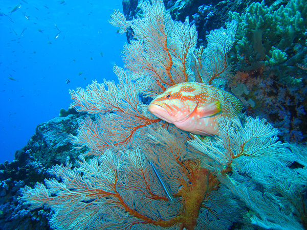 Buceo Vizcaya Guia